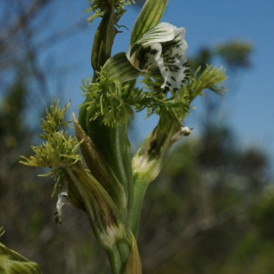 Bipinnula fimbriata